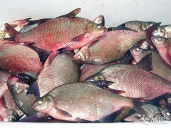 Рыба оптом и в розницу в Омске