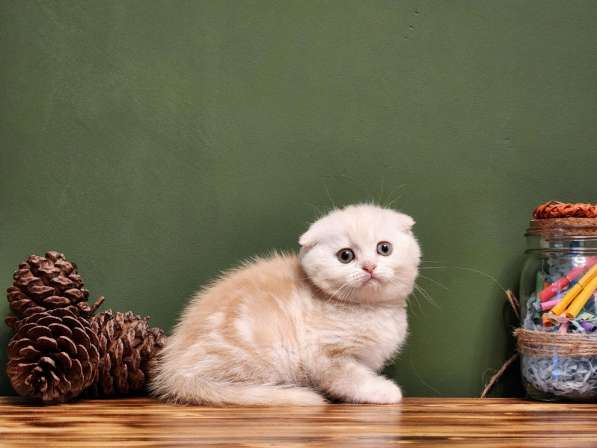 Породистый котенок Тыковка скоттиш фолд в Москве