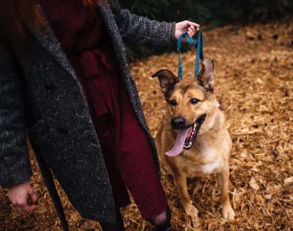 Хороший рыжий пес, лучший друг человека в Санкт-Петербурге фото 25