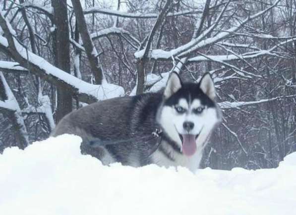 Развязанные кобели хаски для вязки