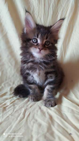 Продажа котят мейн-кун в Омске фото 16