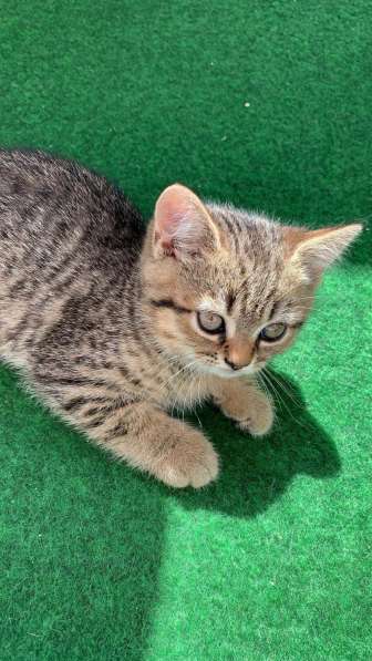 Котята британские в фото 14