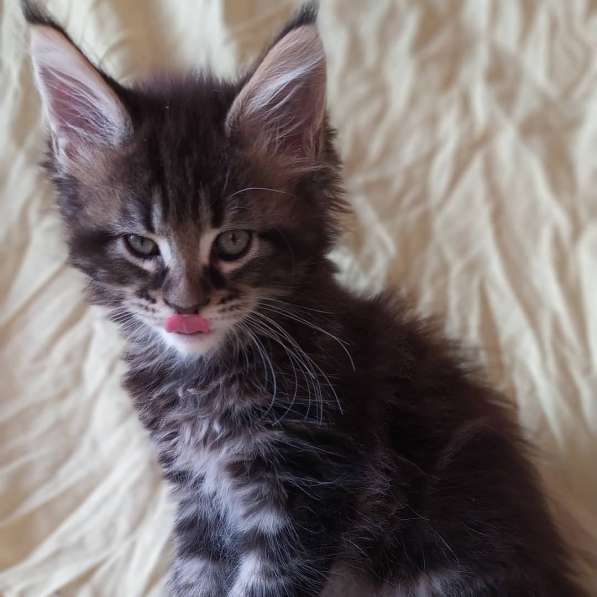 Продажа котят мейн-кун в Омске фото 23