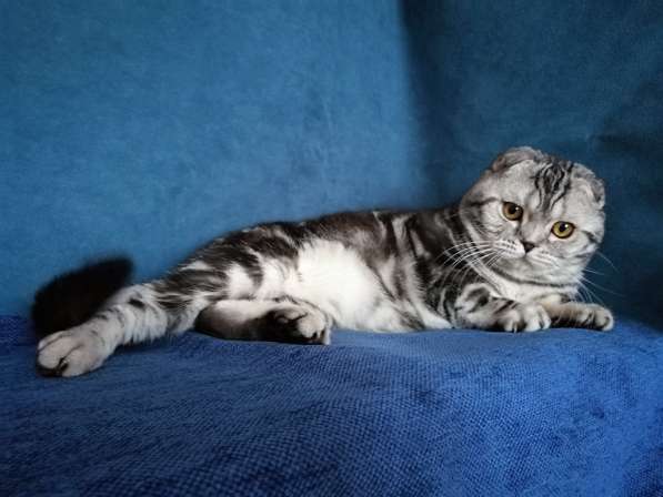 Кот на вязку серебристый мраморный в Казани