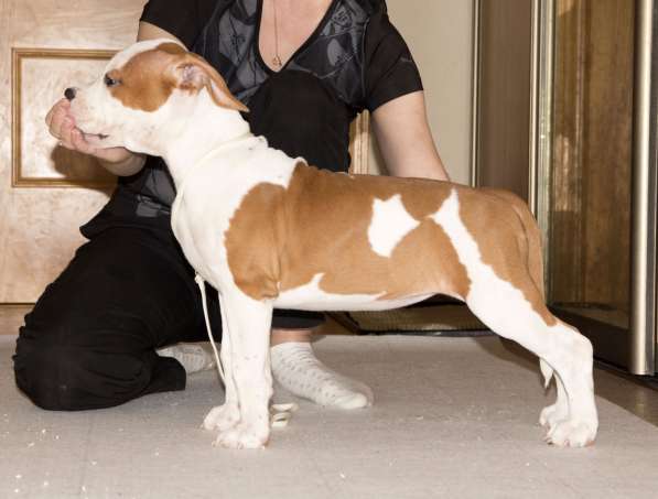 Щенки амстаффа в Санкт-Петербурге фото 5