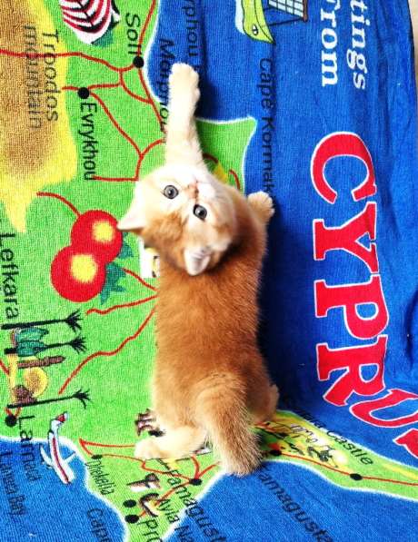 Британская золотой котик в Санкт-Петербурге фото 10