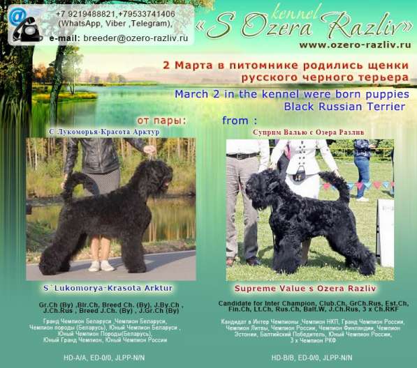 Щенки Русского черного терьера в Санкт-Петербурге фото 11