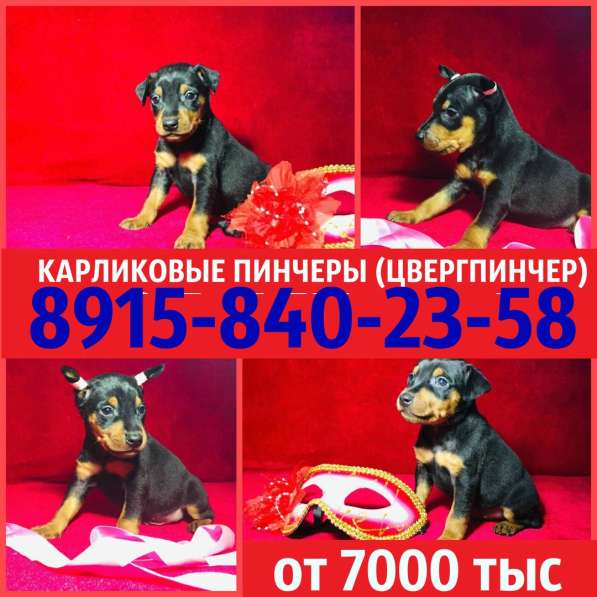 Карликового пинчера щеночки