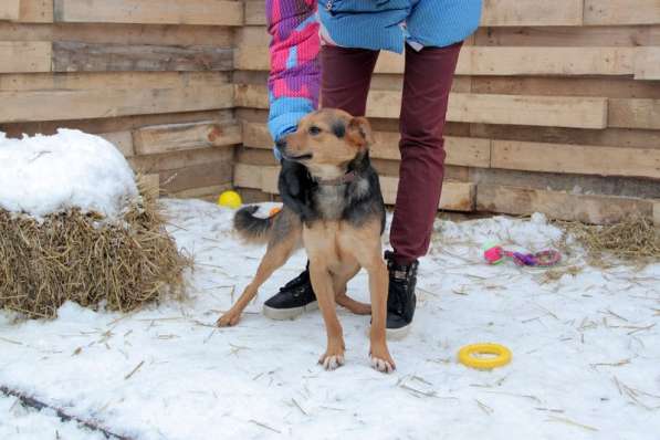Малышка Зара — маленькая собачка ищет дом в Москве фото 4
