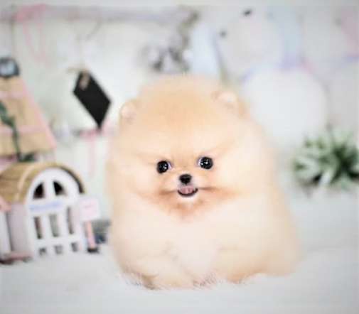 Супер мини шпиц! в Москве фото 9