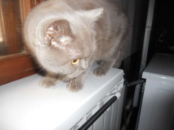 Вязка с плюшевым котиком в Воронеже фото 3