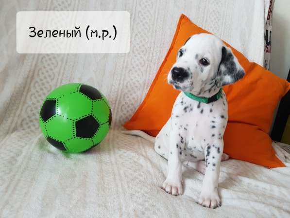Продажа щенков породы Далматин (Далматинец) в Тюмени фото 5