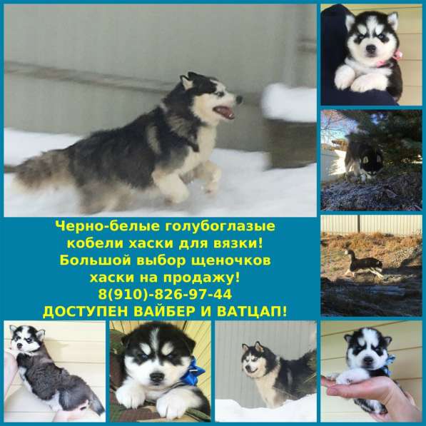 Хаски для вязки, щеночки на продажу