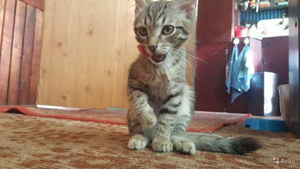 Котёнок мальчик нежный и ласковый в Нижнем Тагиле фото 5