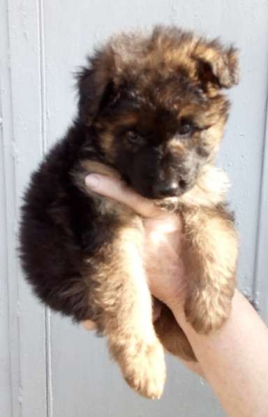 Щенок немецкой овчарки в Краснодаре фото 4