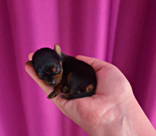 МИНИ ЙОРШИРЕНОК ПОДРОЩЕННЫЙ в Москве