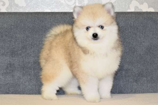 Щенки Помски Pomsky (TOY) в 