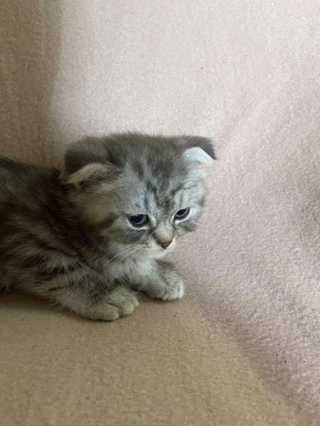 Британские Шотландские Котята в фото 22