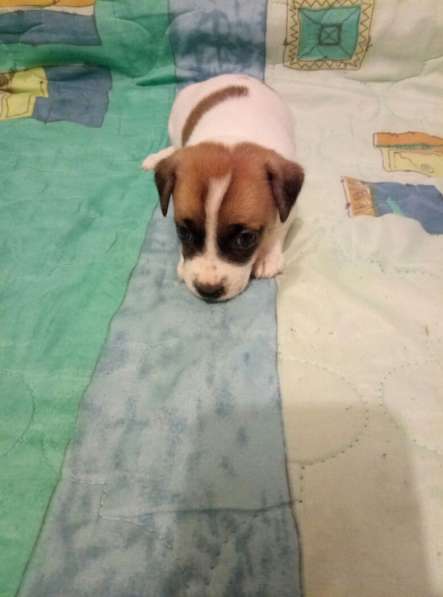 Щенки Джек Рассел терьер