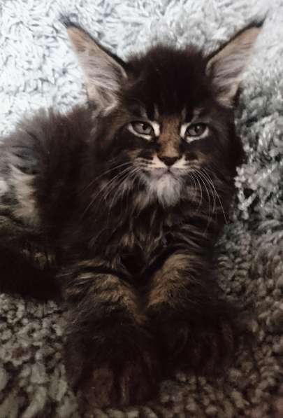 У вас ещё нет Мейн-куна? в Санкт-Петербурге фото 14