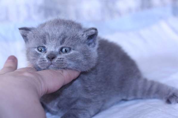 Голубой британский котик в Москве фото 5