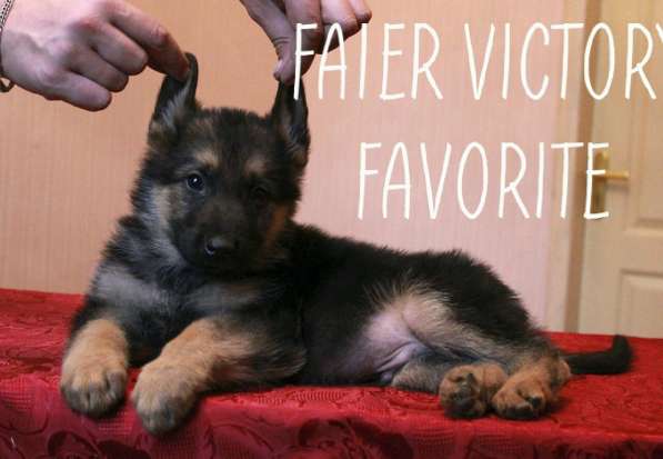 Щенки немецкой овчарки в фото 5