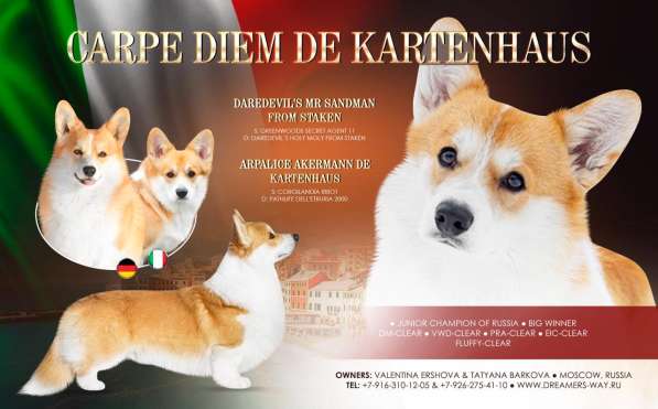 Вельш корги пемброк щенки от Чемпиона в Москве фото 5