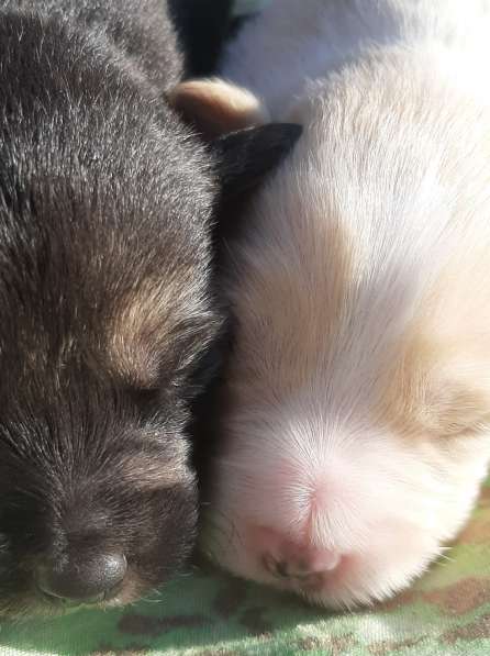 Иньянские щенки в Евпатории фото 8