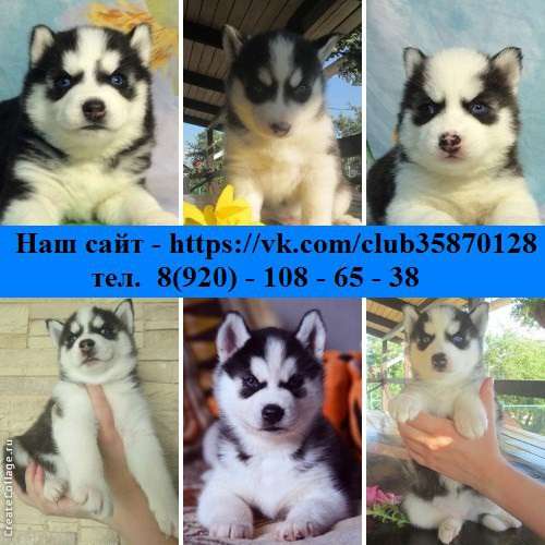 Малыши ХАСКИ, черно-белые, голубоглазые в Саранске