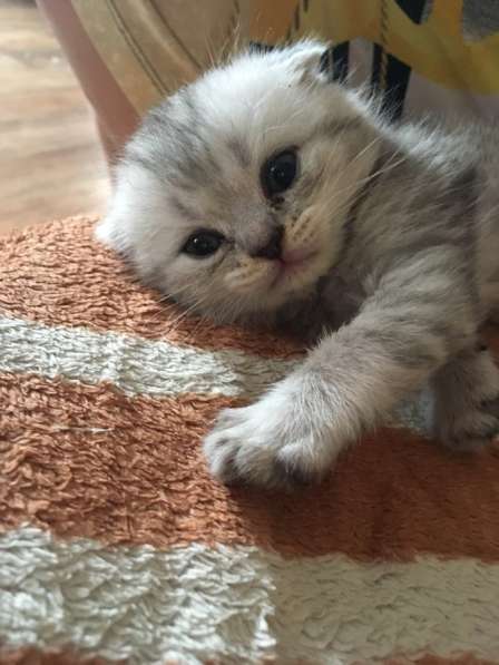 Котята Вислоухие Шотландские в Москве фото 6