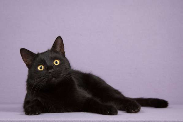 Идеальный черный красавец — кот Вин Дизель в дар в Москве фото 5