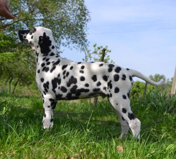 Dalmatian Puppies from White Gures