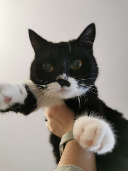 Кошечка в Дар