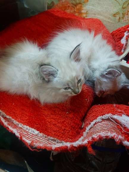 Невские маскарадные котята