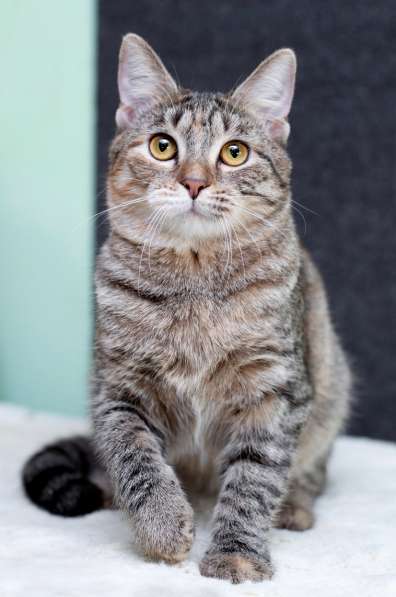 Серая полосатая ласковая котёнок Тея в дар в Москве фото 9