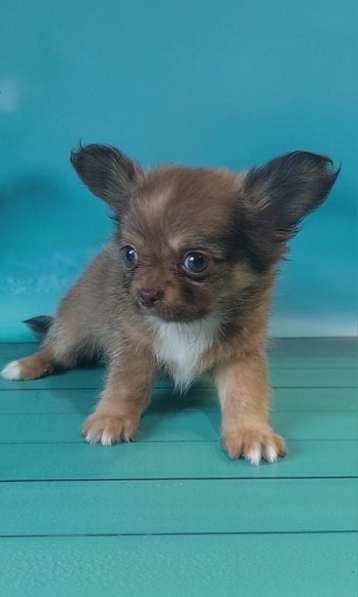 Chihuahua. Lilac sable boy в 