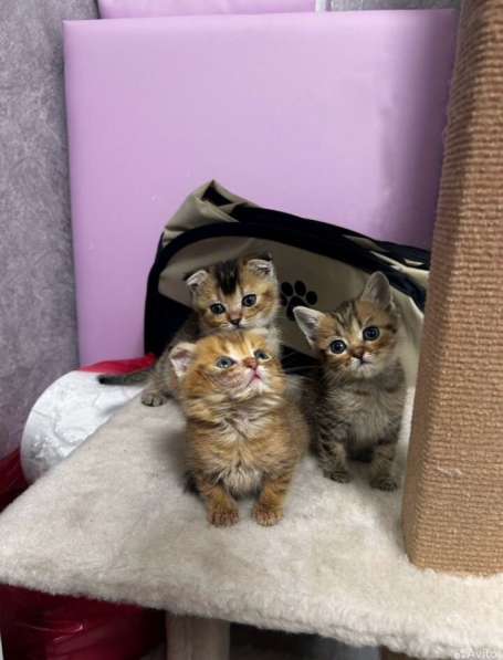 Шотландские котята в Ставрополе фото 6