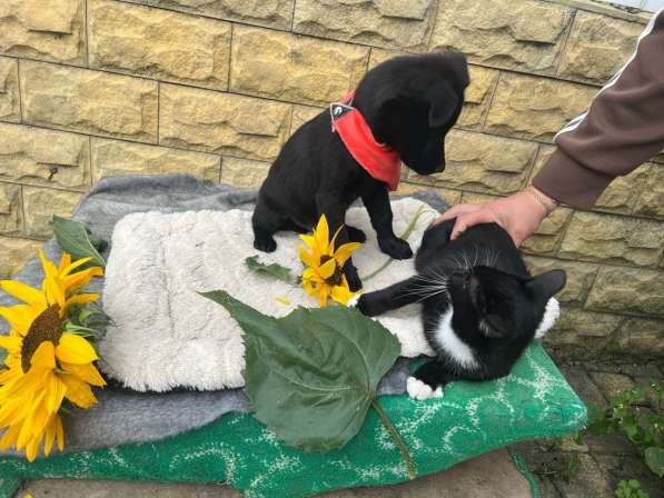 Маленький хорошенький щенок в Санкт-Петербурге фото 11