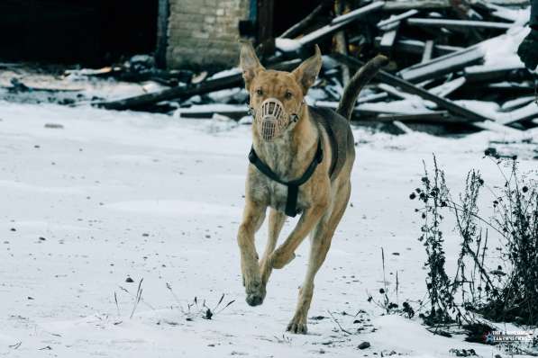 Отдам пса в хорошие руки в Москве фото 3