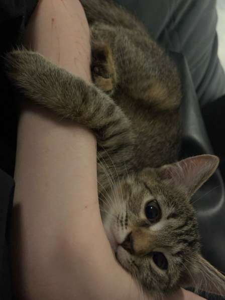 Котенок девочка, в добрые руки в Новосибирске
