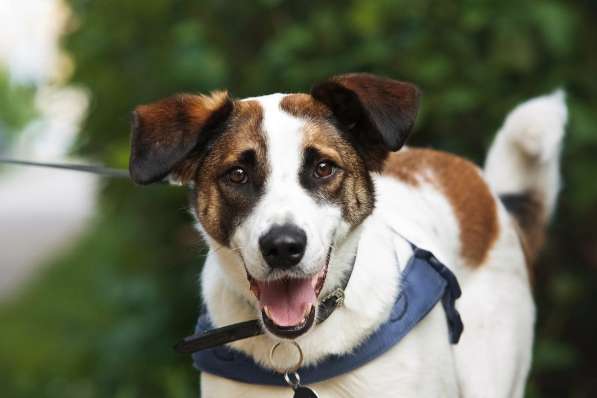 Познакомьтесь с невероятно спокойным и умным Арни! в Москве фото 7