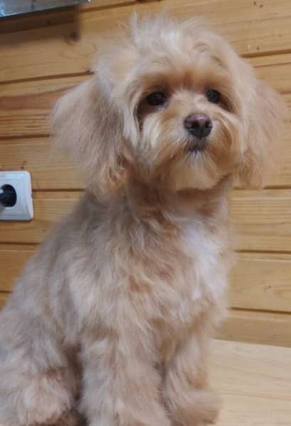 Мальтипу щенок в Москве фото 3