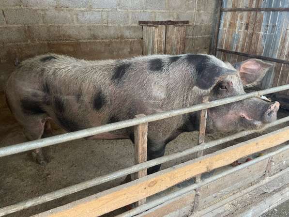 Хряк на племя