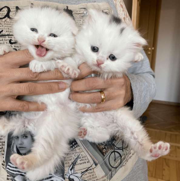 Шотландский белый вислоухий котёнок / Scottish Fold (white) в фото 3