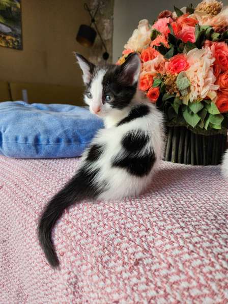 Котята ищут любящую семью в фото 5
