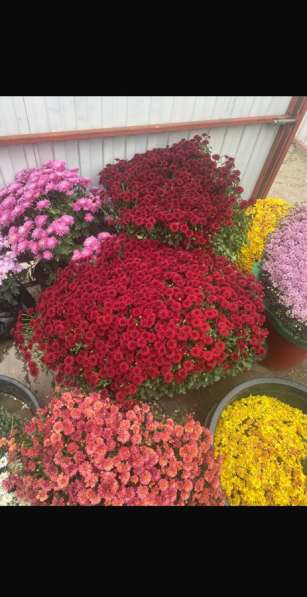 Хризантемы