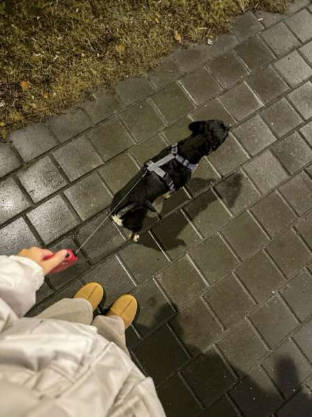 Выгул собак в Южно-Сахалинске