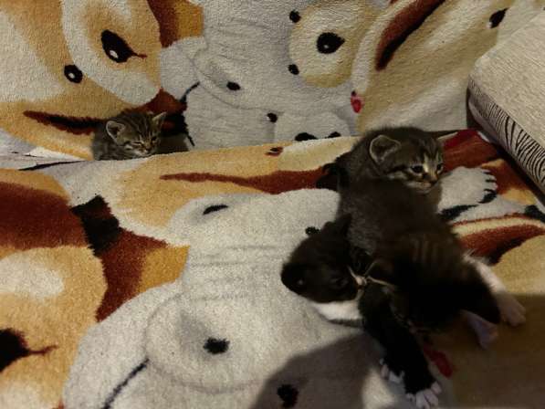 Котята в добрые руки в Новомосковске
