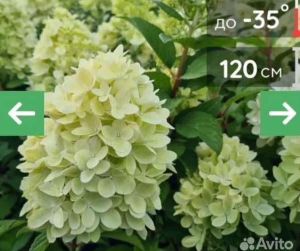 Гортензии метельчатые в Самаре фото 6