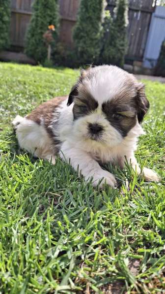 Чистокровные щенки Ши-Тцу в фото 5